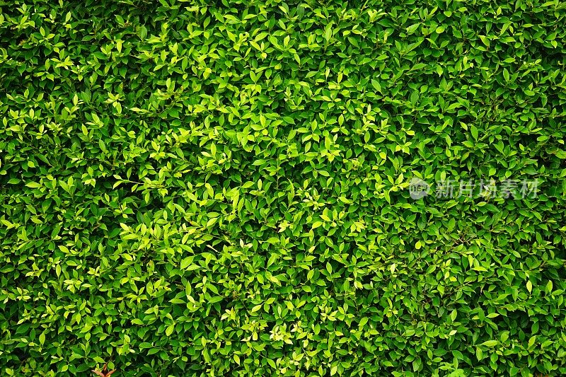 新鲜的绿色灌木叶纹理特写