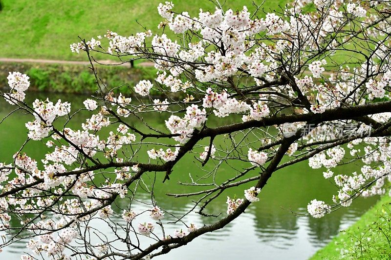 东京千鸟渊公园，绿色背景下的樱花