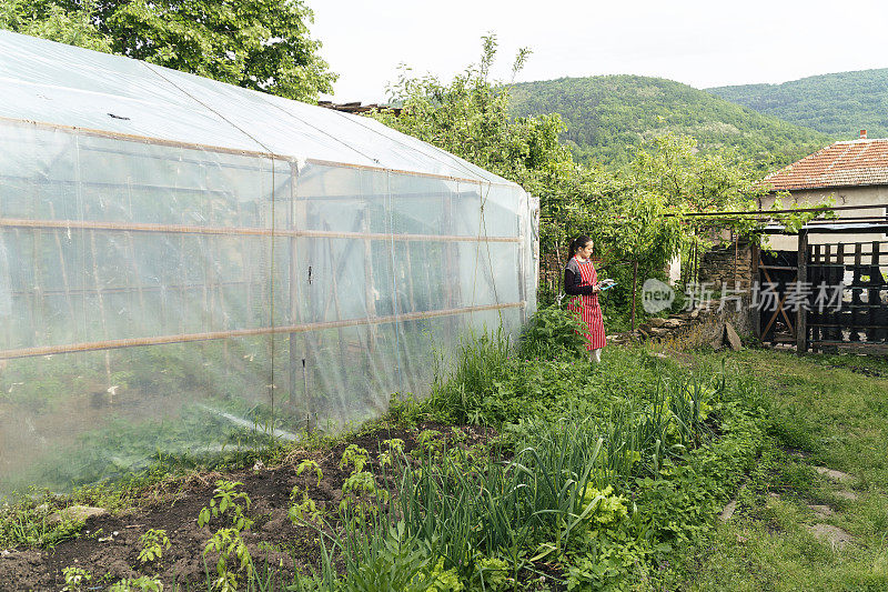 照顾花园中的植物。园艺、农业、春天。耕地，菜园。