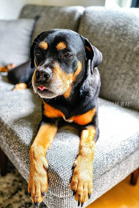 混种罗威纳犬懒洋洋地躺在室内沙发上，伸着舌头