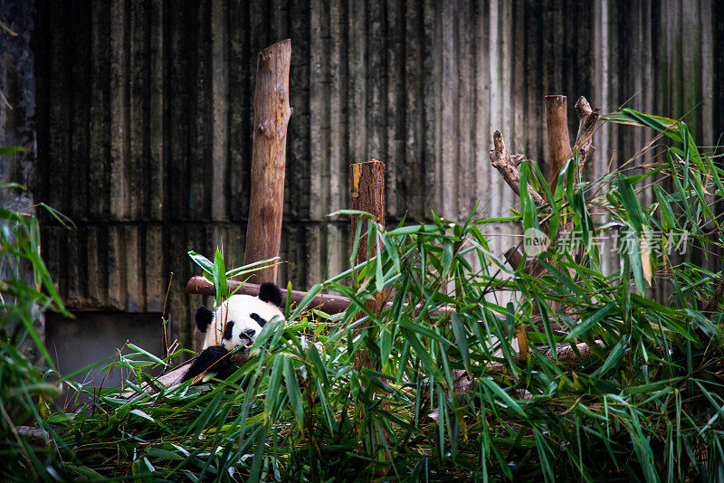 熊猫宝宝在一堆竹子里