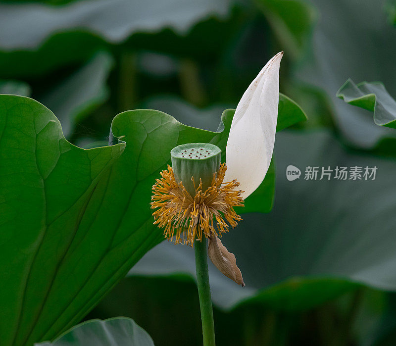 池塘里盛开的荷花