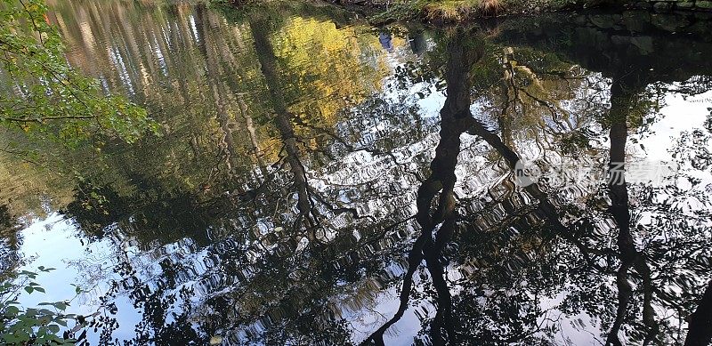 池水倒映着树木