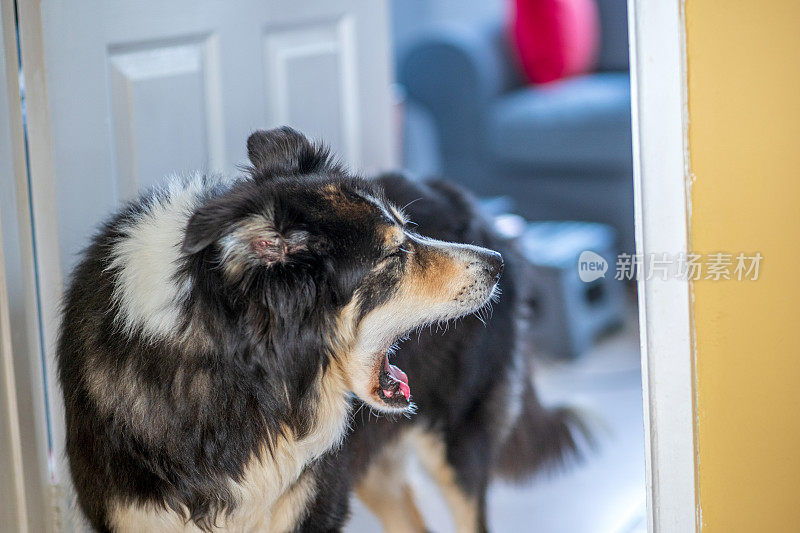 边境牧羊犬打哈欠