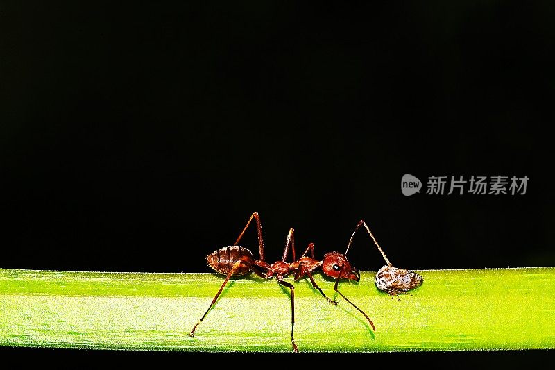 树枝上的蚂蚁和蚜虫。