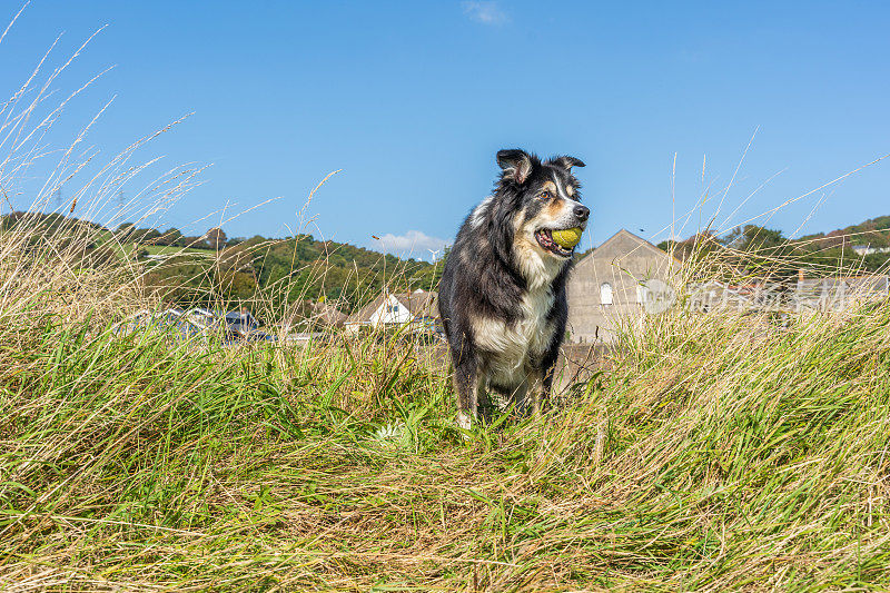 边境牧羊犬在长满草的岸边