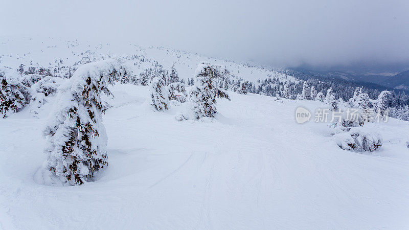 雪后冰雪覆盖的冷杉林和冬日灰蒙蒙的天空。喀尔巴阡山脉,乌克兰。