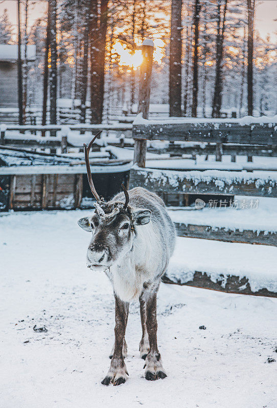 芬兰拉普兰的驯鹿站在雪地上