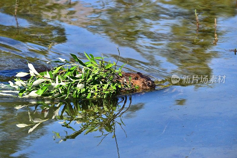 海狸带着食物游泳