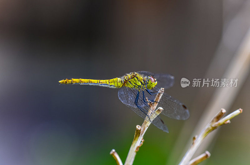 普通飞镖(纹状合峰)蜻蜓。