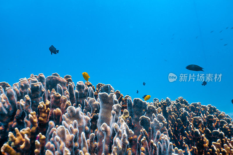 水下珊瑚礁与热带鱼游泳在清澈的蓝色海洋