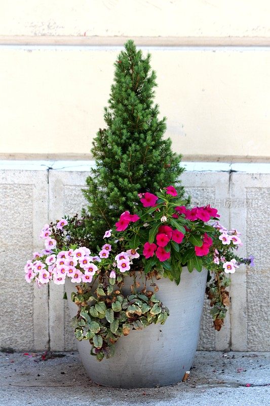 小松树种植在混凝土花盆周围的矮牵牛花和爬行植物在家庭的房子墙前