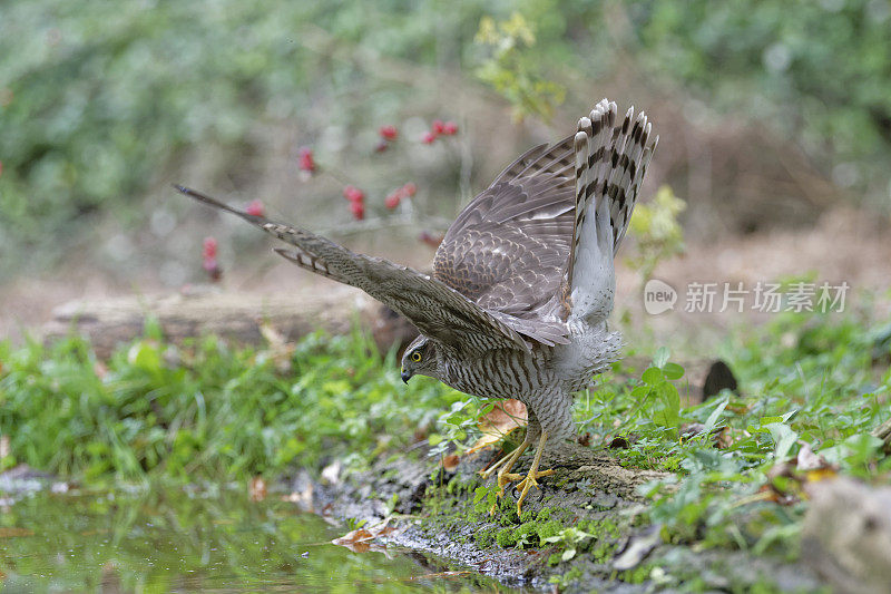 Sparrowhawk(猛禽努力)