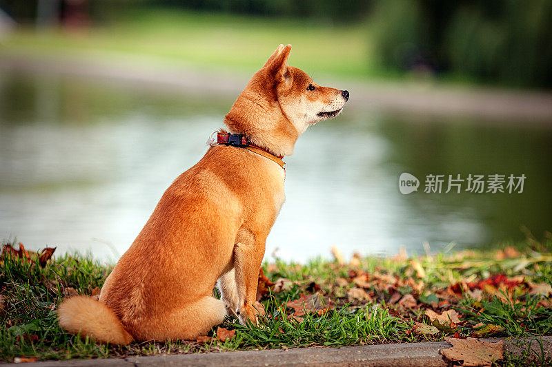 年轻可爱的红柴犬在户外