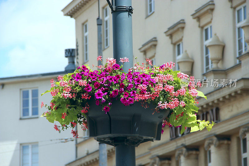 在城市建筑的背景上，近距离地悬挂花盆中的鲜花