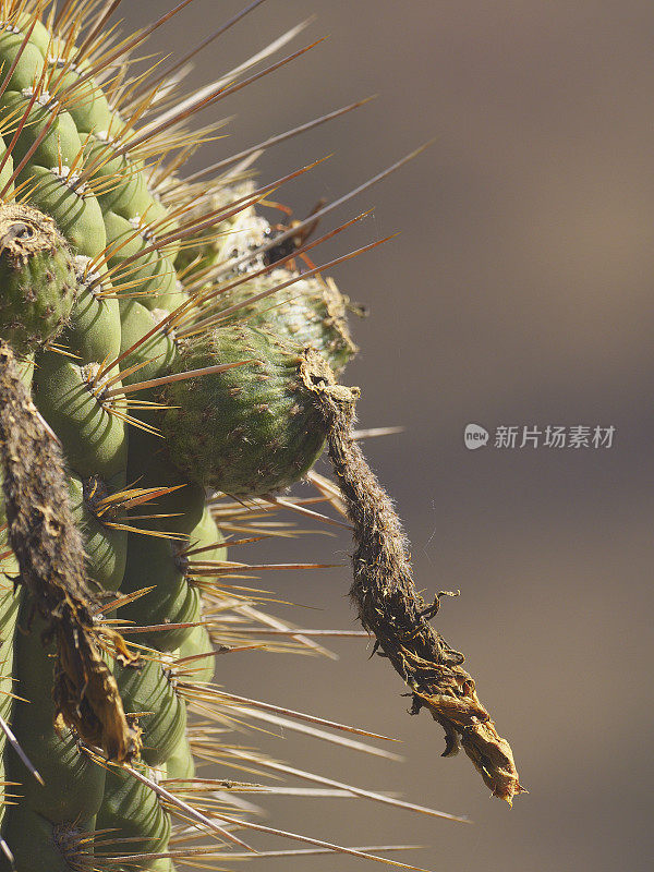 智利特有的仙人掌的枯萎的花和正在发育的果实