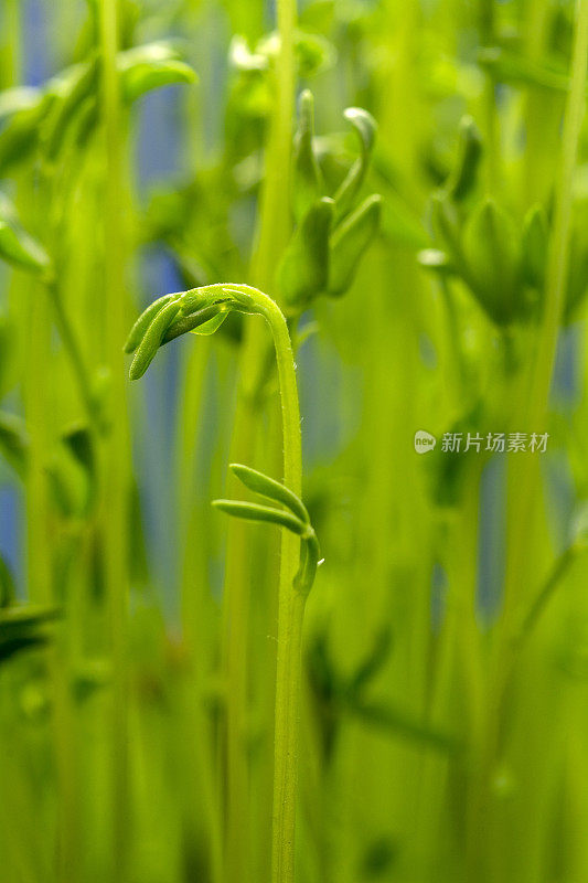 绿扁豆芽勒培