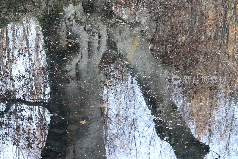 池水倒映着树木