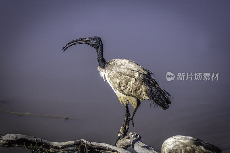 非洲神圣的朱鹭向左看