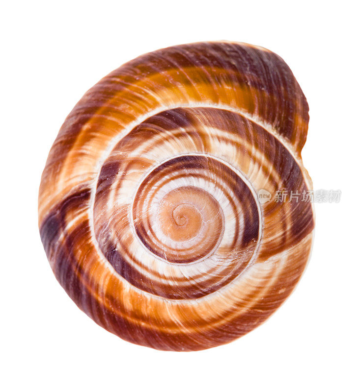 可食用蜗牛的螺旋壳，孤立在白色上