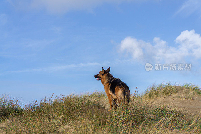 德国牧羊犬肖像