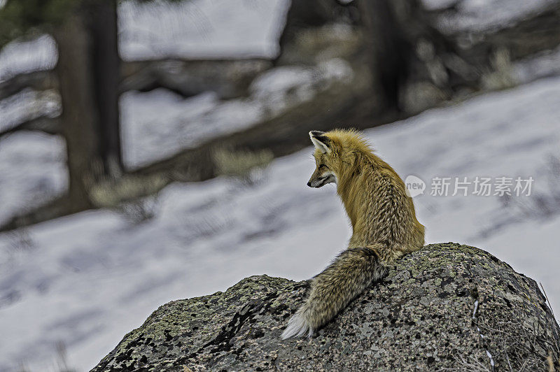 红狐在雪地里狩猎，黄狼，黄石国家公园，WY