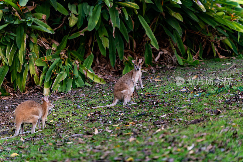 澳大利亚汉密尔顿岛草坪上的小袋鼠