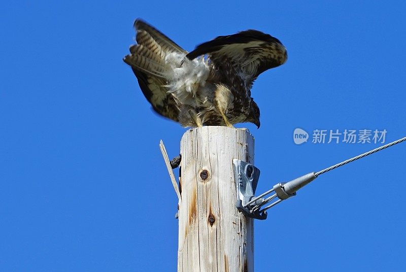 较低的克拉马斯语红鹰