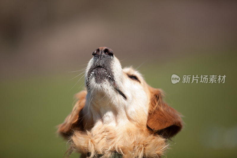 狗的嘴闭合，眼睛睁开