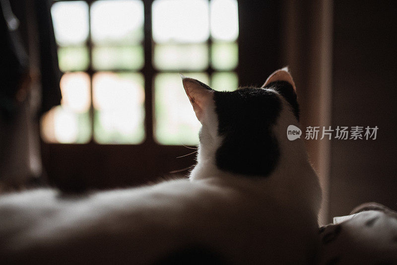 猫在床上休息