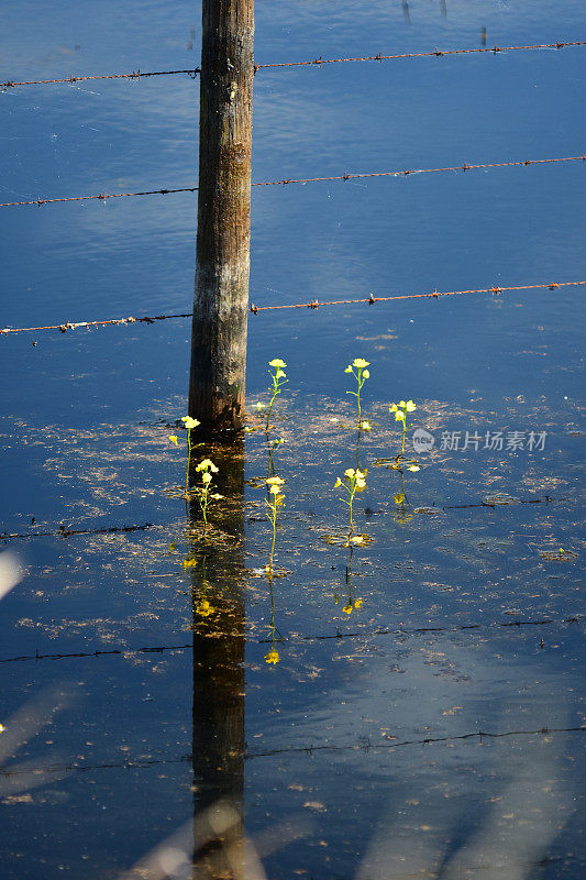长着驼峰的狸藻在水中盛开，旁边是带刺的铁丝网栅栏