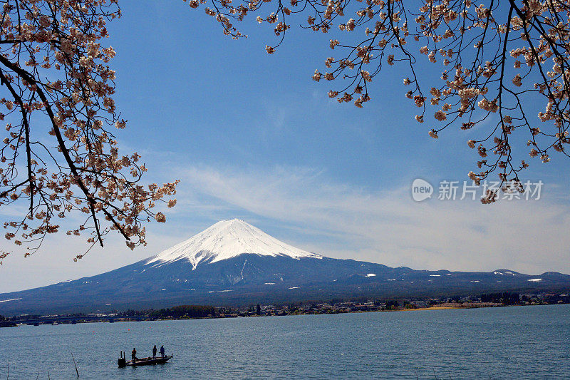 富士山和川口湖的樱花