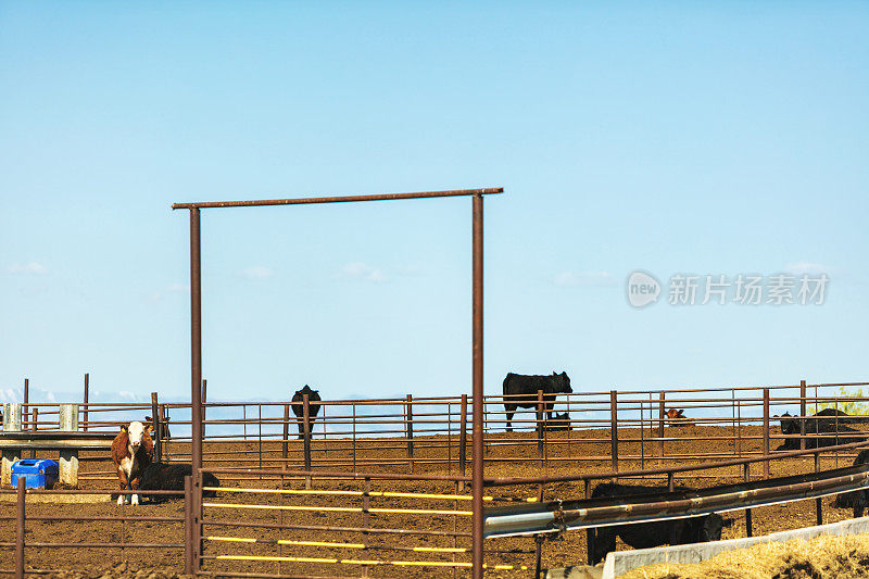 经济低迷时期美国西部饲养场的肉牛