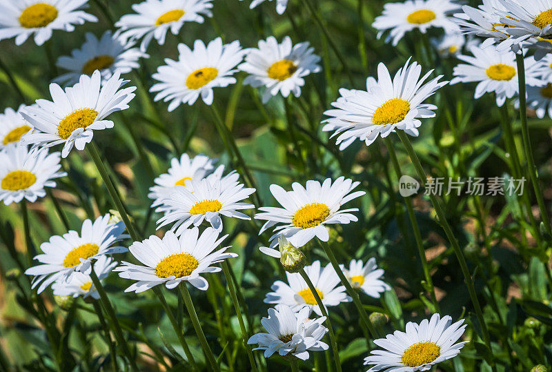 野生的雏菊