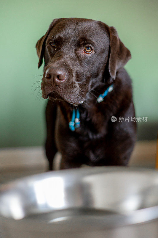 巧克力拉布拉多寻回犬1岁在家等待食物