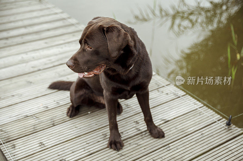 一条快乐的巧克力色拉布拉多寻回犬坐在可以看到湖景的脚手架上