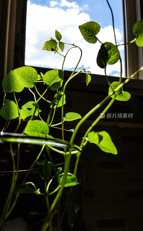 豆芽。花瓶内的绿叶植物