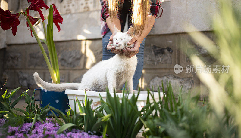 年轻女子与家猫，植物花卉在花园里stock照片