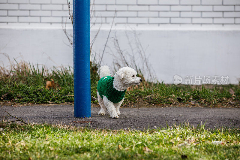 穿着绿色毛衣的比雄犬站在消防栓旁边