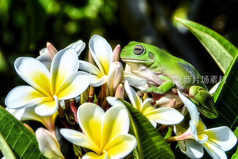 绿色树蛙在鸡蛋花上