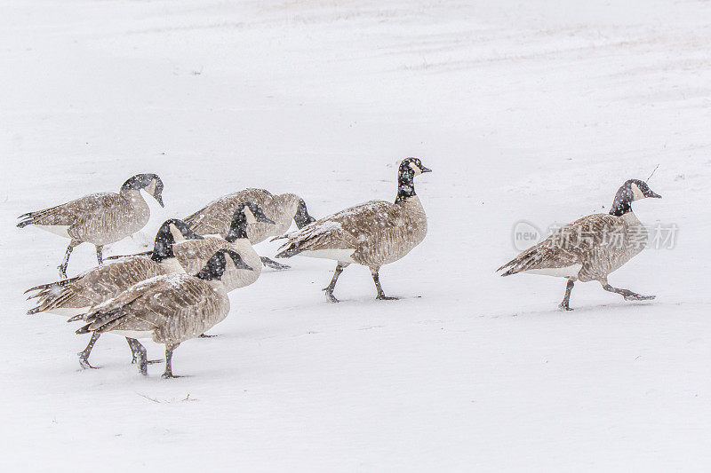 加拿大鹅群在雪中行走