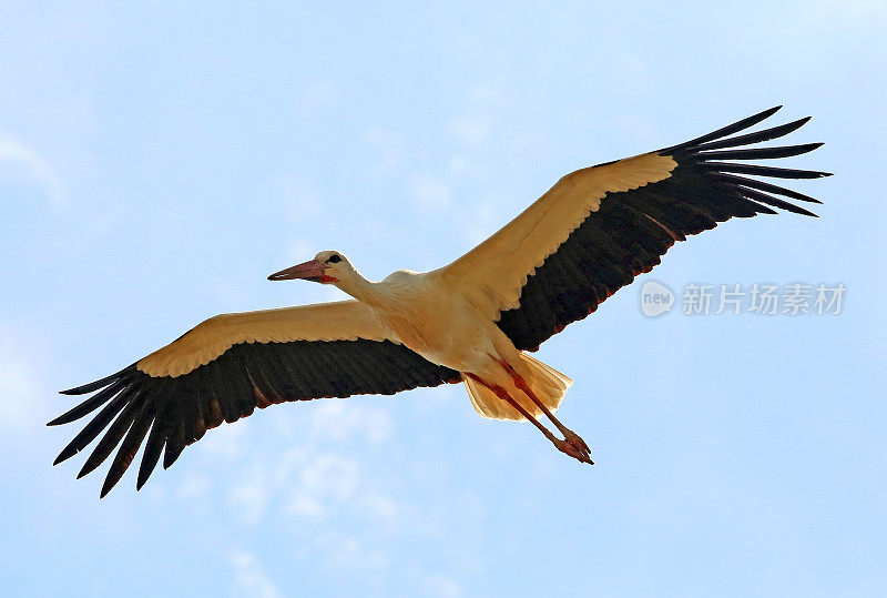 夏季鹳