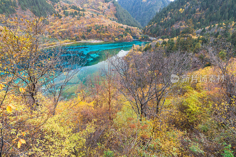 森林和树木景观纹理背景，色彩斑斓的自然景观风景亚丁，香格里拉，中国，西藏山区的秋天