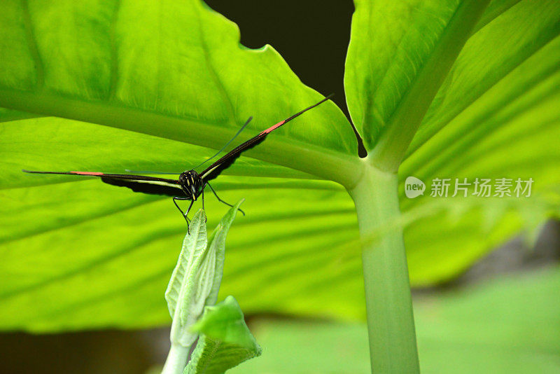 赫利库纽斯·梅尔波梅内