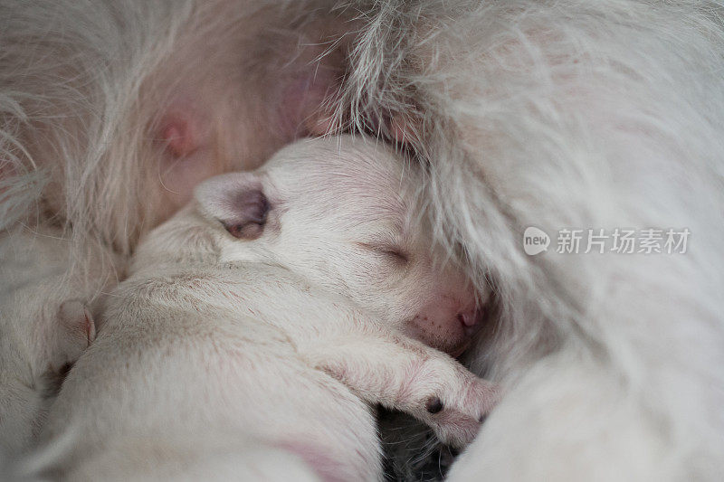 小狗雪纳瑞犬