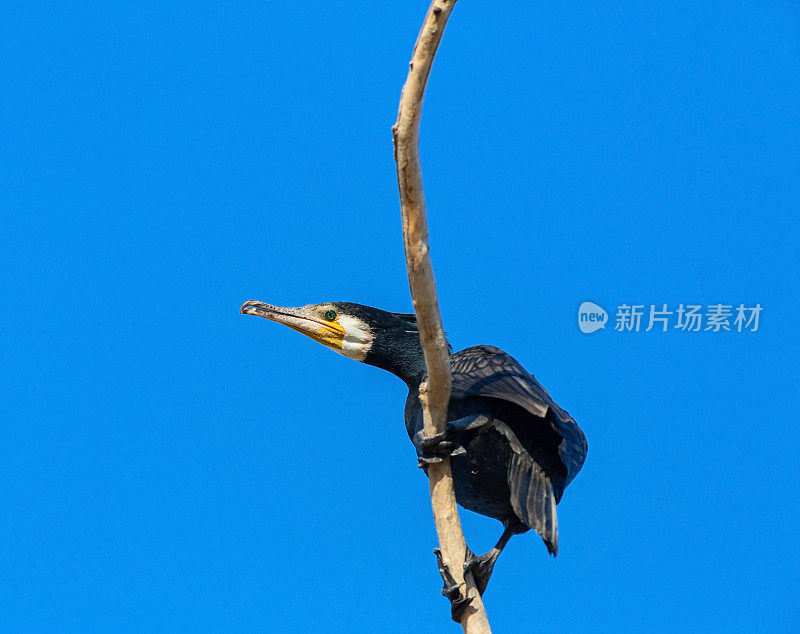 伏尔加河支流上的大鸬鹚