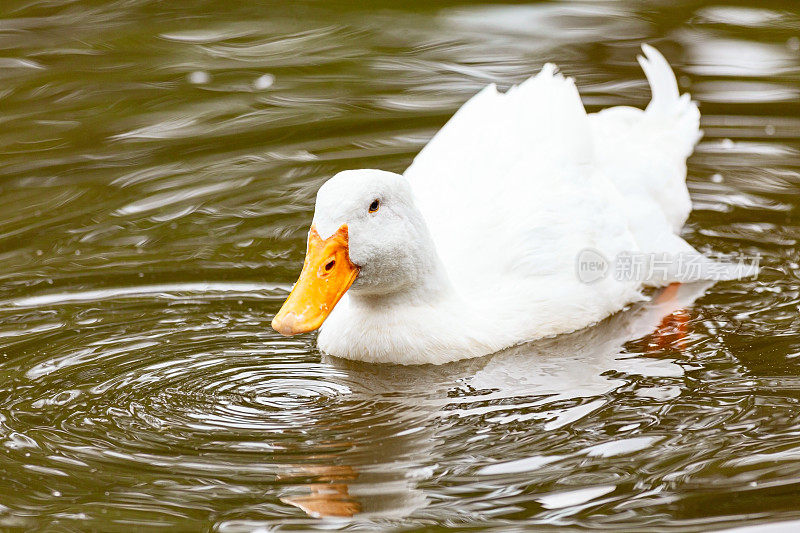 日本京都公园里的白鸭子