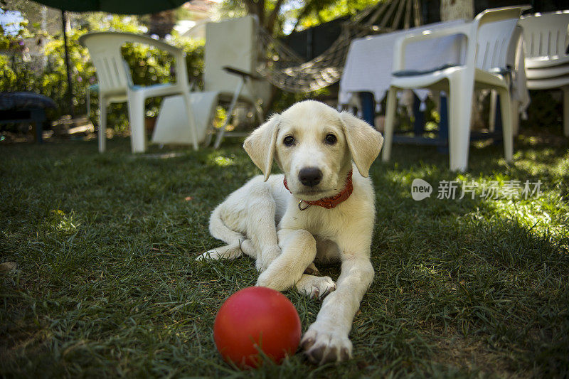 小狗