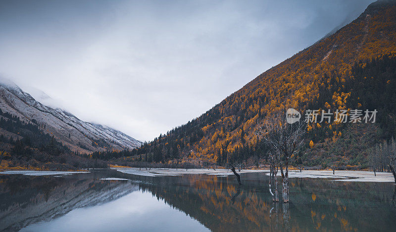 森林和树木景观纹理背景，色彩斑斓的自然景观风景亚丁，香格里拉，中国，西藏山区的秋天