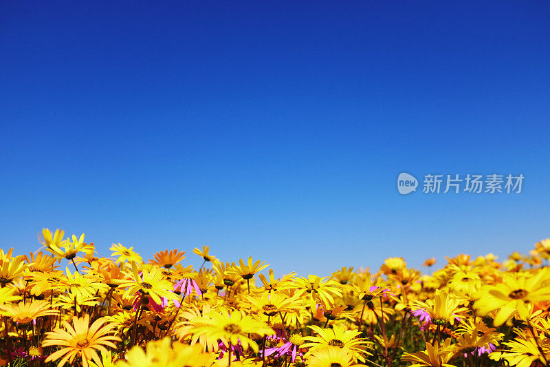 沙漠之花:南非干旱的纳马夸兰地区，每年春雨过后，大量的雏菊绽放，令人惊叹